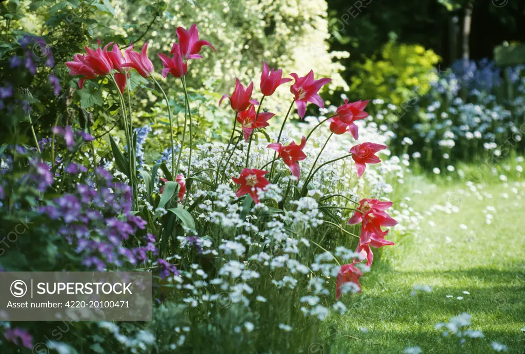 Tulips - in spring garden 