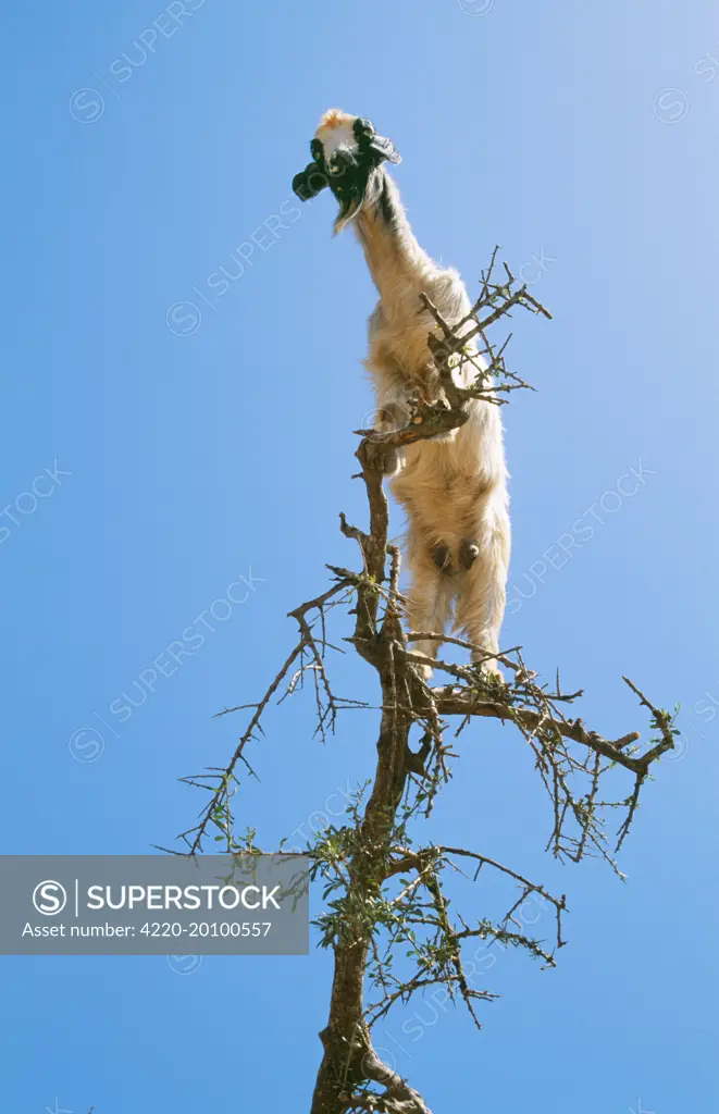 Feral Goat - Feeding in tree (Argan Tree: Argania spinosa). Morocco. Goat climb the Argan tree of southwest Morocco to feed on the leaves and olive like fruits.