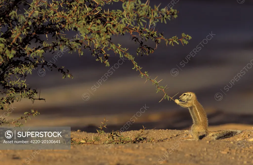 Cape Ground Squirrel / South African Ground Squirrel - young, cautiously feeding at a thornbush (Xerus inauris). Kgalagadi Transfrontier Park, South Africa.