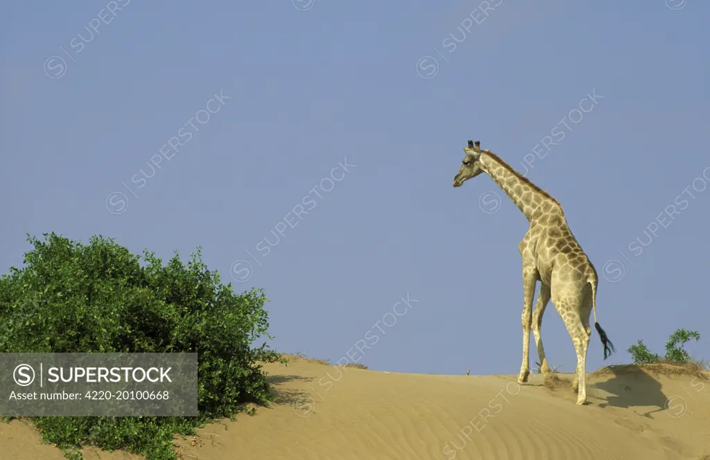 Southern Giraffe - Climbs a small sand dune at the bank of the Hoanib riverbed in order to feed on the mustard bush (Salvadora persica) on the left. (Giraffa camelopardalis giraffa). Damaraland, Namibia.