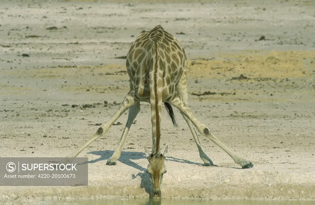 Southern Giraffe - Female, drinking at a waterhole. (Giraffa camelopardalis giraffa). Etosha National Park, Namibia.