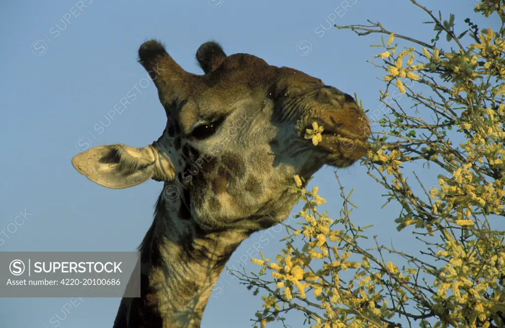 Southern Giraffe - Bull, feeding on the flowers of a knob-thorn acacia (Acacia nigrescens). (Giraffa camelopardalis giraffa). Kruger National Park, South Africa.
