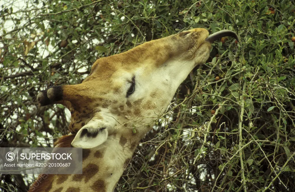 Southern Giraffe - Bull collects twigs and leaves with his extensible tongue. (Giraffa camelopardalis giraffa). Kruger National Park, South Africa.