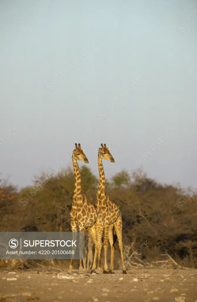 Southern Giraffe - 2 bulls. (Giraffa camelopardalis giraffa). Etosha National Park, Namibia.
