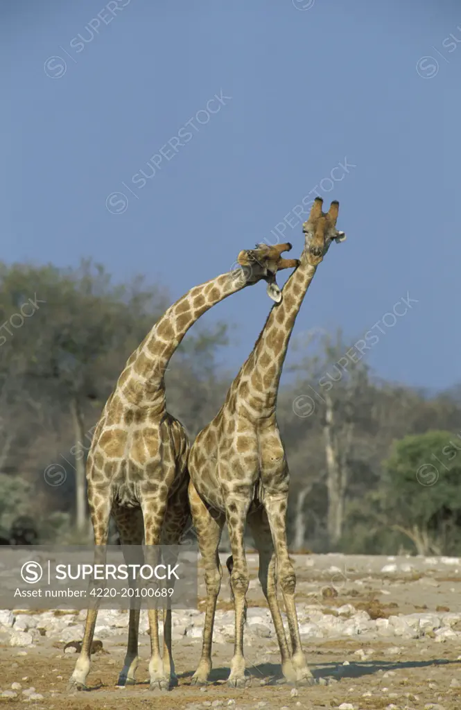 Southern Giraffe - Fighting bulls (Giraffa camelopardalis giraffa). Etosha National Park, Namibia.