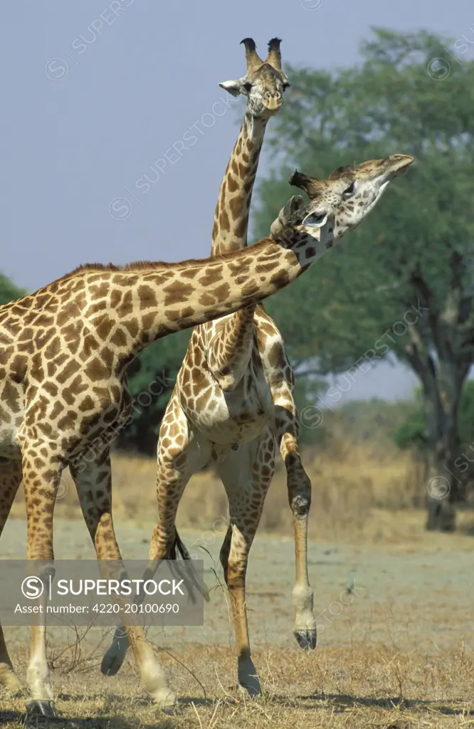 Thornicroft's Giraffe - This endemic subspecies of the Luangwa area is geographically isolated from any other giraffe population. During a fight, a bull lifts up the opponent as he got his front leg caught on his neck. (Giraffa camelopardalis thornicrofti). South Luangwa National Park, Zambia.