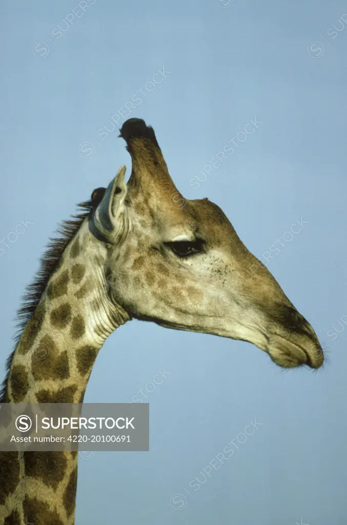 Southern Giraffe - Bull. (Giraffa camelopardalis giraffa). Kruger National Park, South Africa.