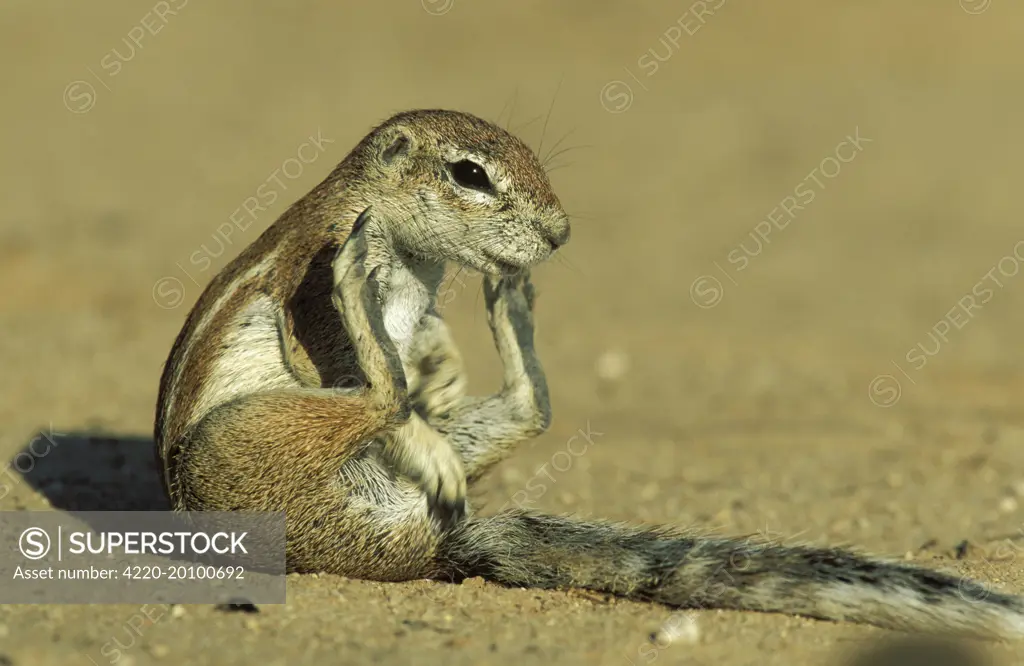 Cape Ground Squirrel / South African Ground Squirrel - Grooming female. (Xerus inauris). Kalahari Desert, Kgalagadi Transfrontier Park, South Africa.