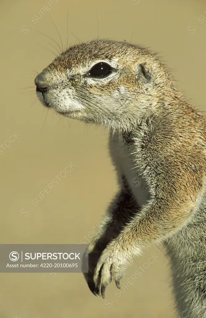 Cape Ground Squirrel / South African Ground Squirrel - Female. (Xerus inauris). Kalahari Desert, Kgalagadi Transfrontier Park, South Africa.