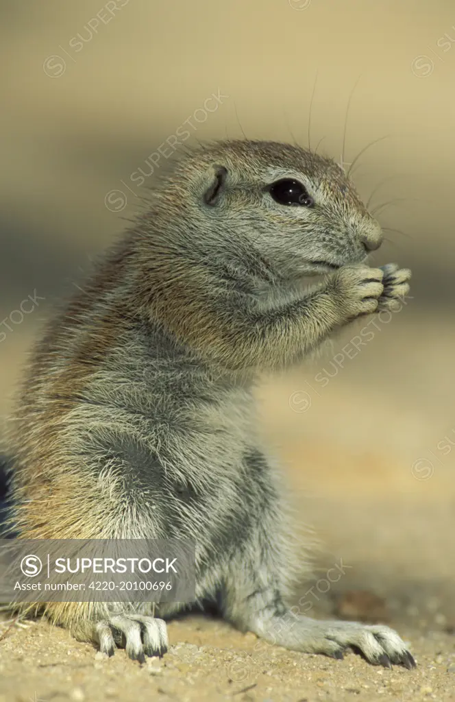 Cape Ground Squirrel / South African Ground Squirrel - Feeding young (Xerus inauris). Kalahari Desert, Kgalagadi Transfrontier Park, South Africa.