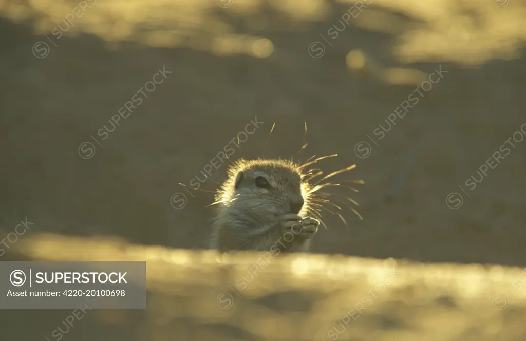 Cape Ground Squirrel / South African Ground Squirrel - Young at the burrow, feeding (Xerus inauris). Kalahari Desert, Kgalagadi Transfrontier Park, South Africa.