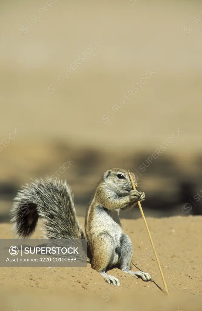 Cape Ground Squirrel / South African Ground Squirrel - Young, biting about a dry blade of grass. (Xerus inauris). Kalahari Desert, Kgalagadi Transfrontier Park, South Africa.