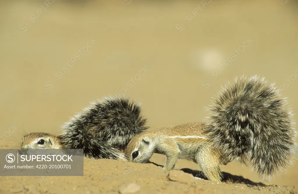 Cape Ground Squirrel / South African Ground Squirrel - 2 young, lazing around (Xerus inauris). Kalahari Desert, Kgalagadi Transfrontier Park, South Africa.