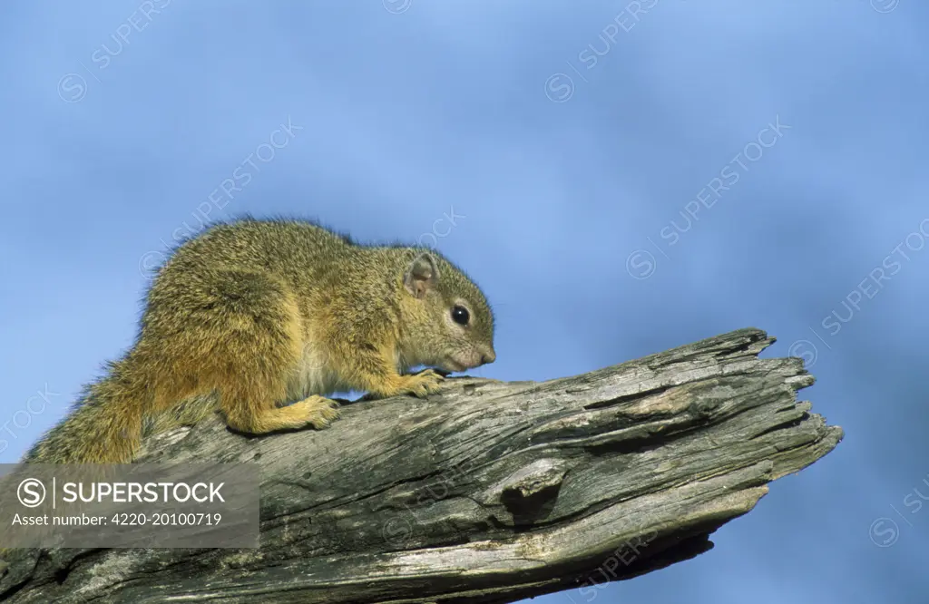 Tree Squirrel - Basking in the evening. (Paraxerus cepapi). Kruger National Park, South Africa.
