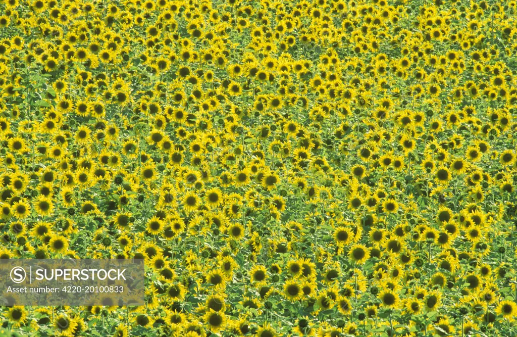 Sunflower - Cultivations in the 'Campina Cordobesa', the fertile rural area south of the town of Cordoba; in June. (Helianthus annuus). Province of Cordoba, Andalucia, Spain.