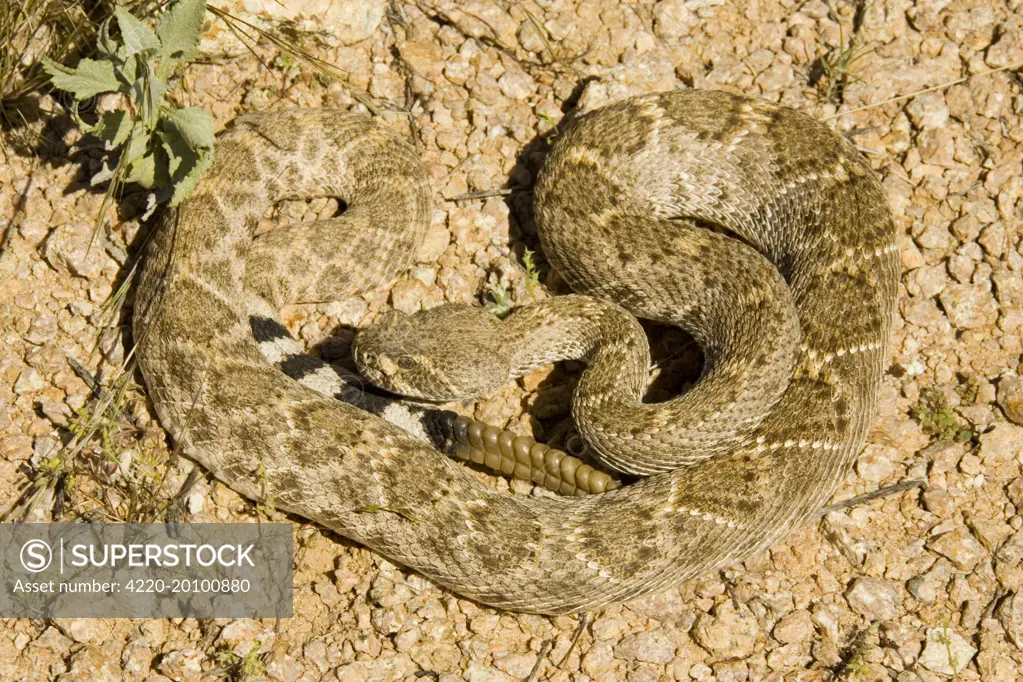 Western Diamondback Rattlesnake (Crotalus atrox). Saguaro National Park (western section), Tucson, Arizona, USA. Poisonous, bites can be fatal.