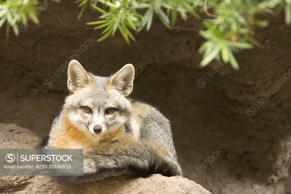 Grey Fox (Urocyon cinereoargenteus). Tucson, Arizona, USA.