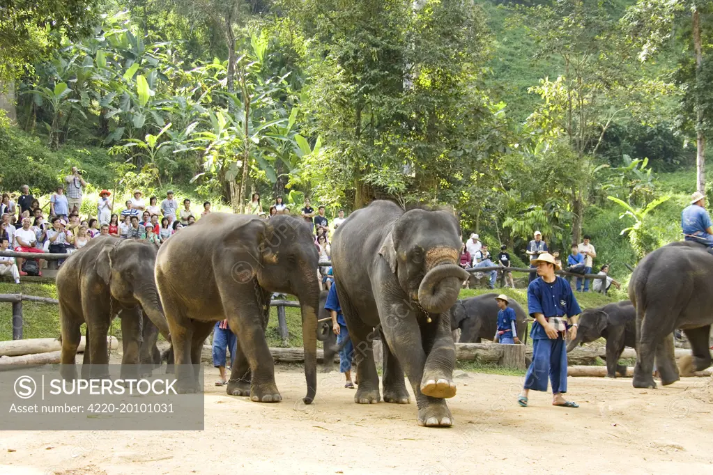 Indian / Asian Elephant - Elephant show with mahouts. (Elephas maximus). Mae Sa Elephant Camp, north-west of Chiang Mai, Thailand.