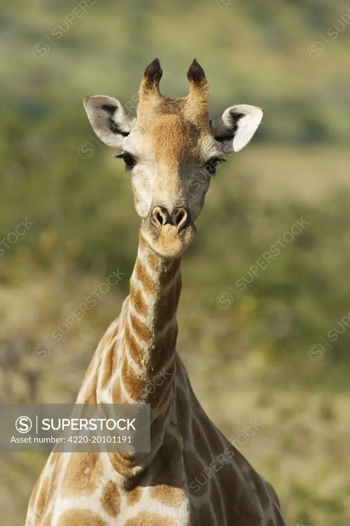 Southern Giraffe - female  (Giraffa camelopardalis giraffa). Damaraland, Namibia.