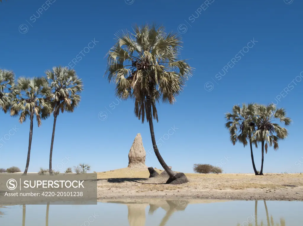 Namibia - Termite hills and Makalani palm trees (Hyphaene petersiana) and shallow pools (oshanas) are prominent features of northern Namibia where the Owambo people live. Omusati region, Namibia.