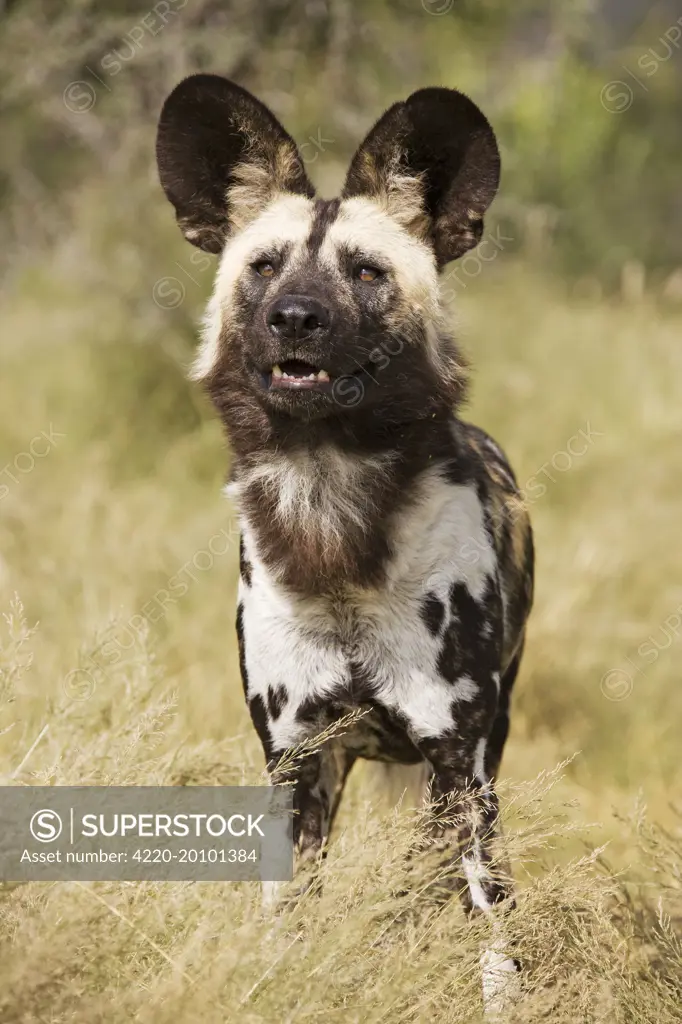 African Wild Dog (Lycaon pictus). Harnas Wildlife Foundation, Namibia, Africa. Endangered.