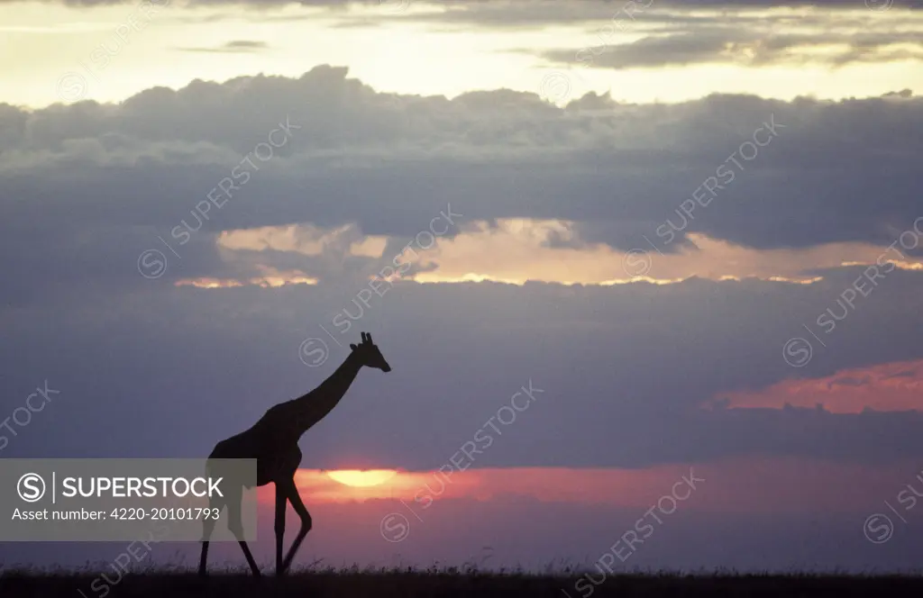 Masai Giraffe - sillhouetted at sunset  (Giraffa camelopardalis tippelski). Masai Mara National Reserve - Kenya.