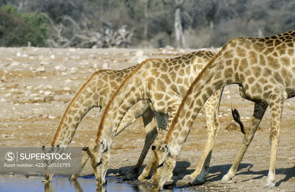 Southern Giraffe - two females and one young male (in the middle) drinking at a waterhole (Giraffa camelopardalis giraffa). Etosha National Park - Namibia.