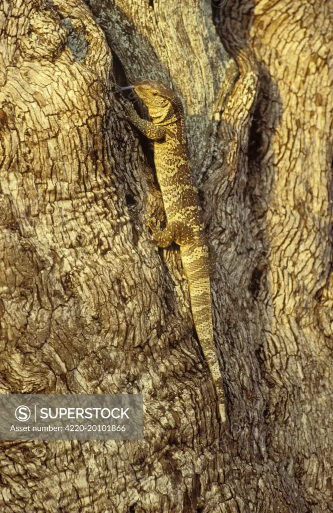 Rock Monitor / White-throated Monitor - hunting in a tree (Varanus albigularis). Kruger National Park - South Africa.
