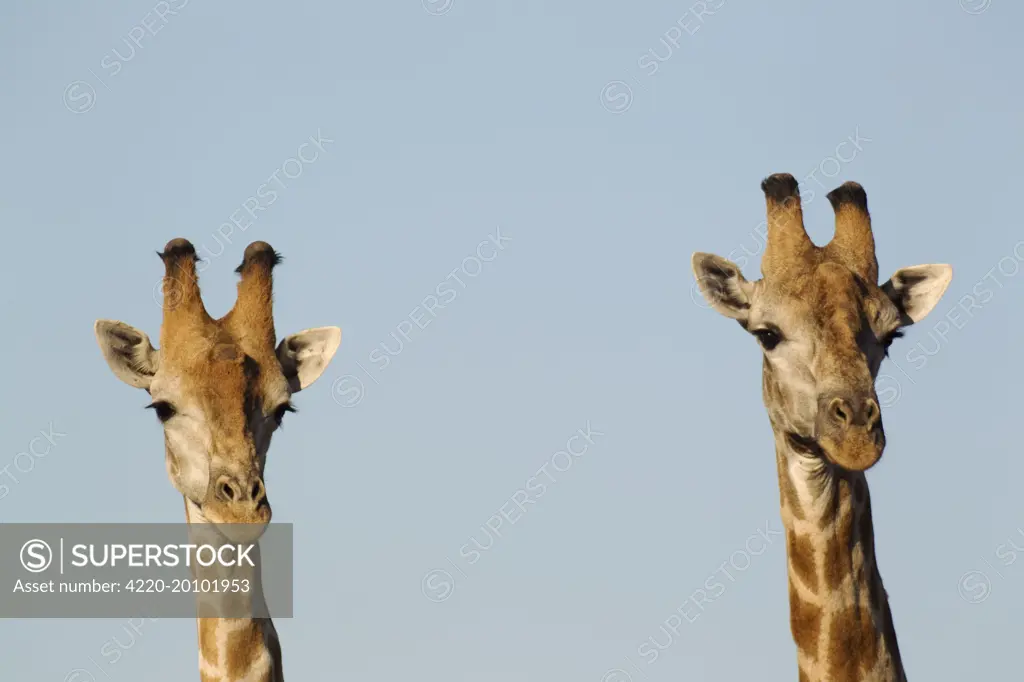 Southern Giraffe - two males (Giraffa camelopardalis giraffa). Chobe National Park - Botswana - Africa.