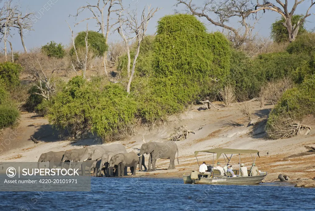 Tourists on a boat cruise on the Chobe River observe a breeding herd of African Elephants which are drinking at the river bank (Loxodonta africana). Chobe National Park - Botswana - Africa.