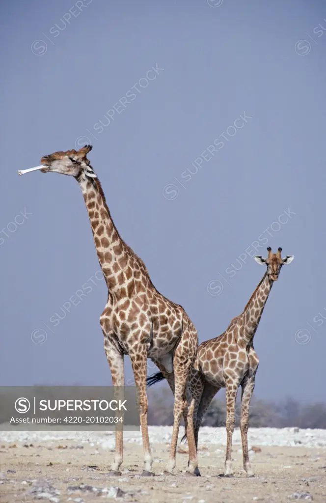 Southern Giraffe - Male (with bone) and Female, sucking bone for minerals (Giraffa camelopardalis giraffa). Etosha National Park, Namibia, Africa.