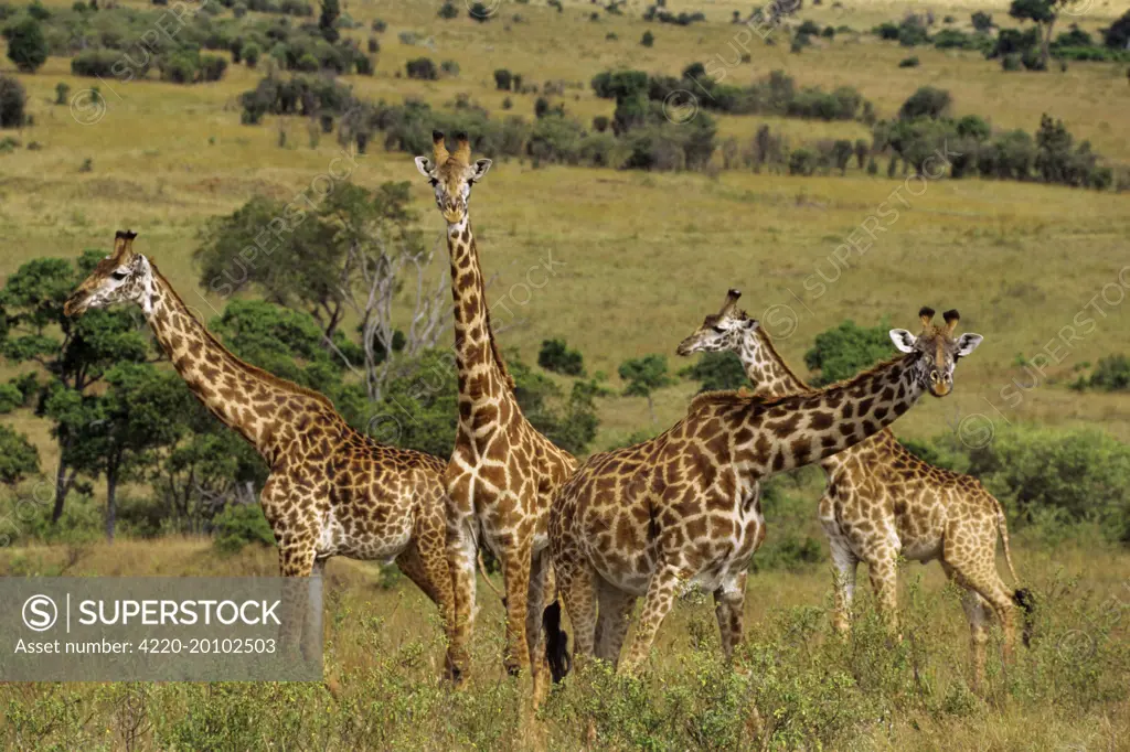 Maasai Giraffes (Giraffa camelopardalis). Serengeti National Park, Tanzania.