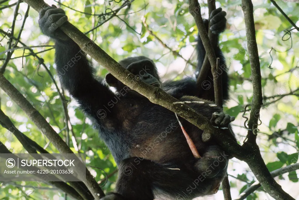 Chimpanzee - urinating (Pan troglodytes). Mahale Mountains Tanzania.