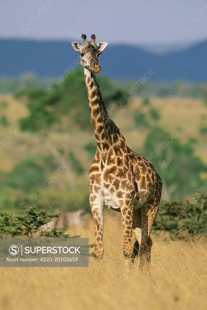 MAASAI GIRAFFE - STANDING (Giraffa camelopardalis tippelskirchi). Maasai Mara, Kenya, Africa.