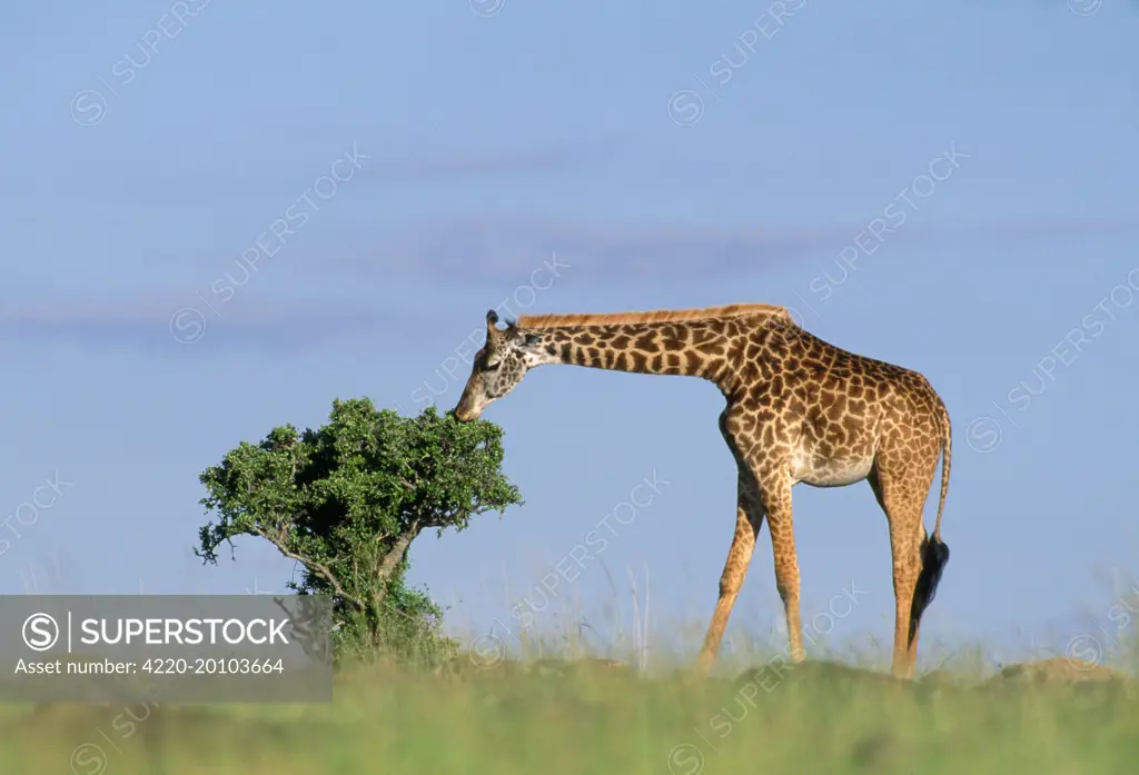 Masai Giraffe  (Camelopardalis tippelskirchi). Maasai Mara - Kenya.