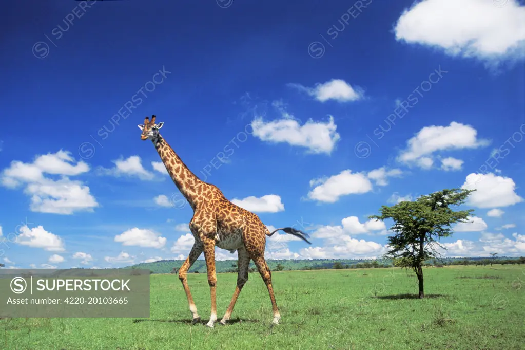 MAASAI GIRAFFE (Giraffa camelopardalis tippelskirchi). Aitong Plain &amp; Sirla Escarpment, Maasai Mara, Kenya. Africa.