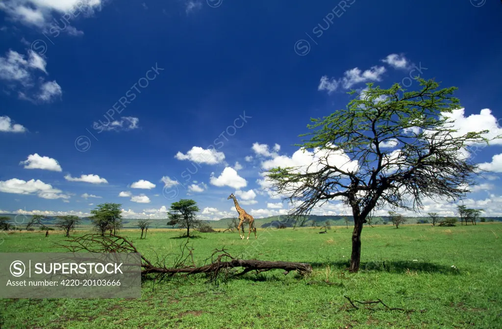 Maasai Giraffe (Giraffa camelopardalis tippelskirchi ). Maasai Mara - Kenya - Africa.