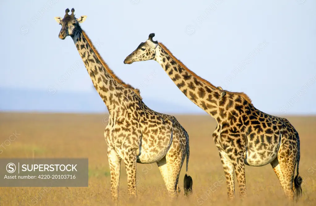 MAASAI GIRAFFE - x two (Giraffa camelopardalis tippelskirchi). Maasai Mara NP, Kenya.