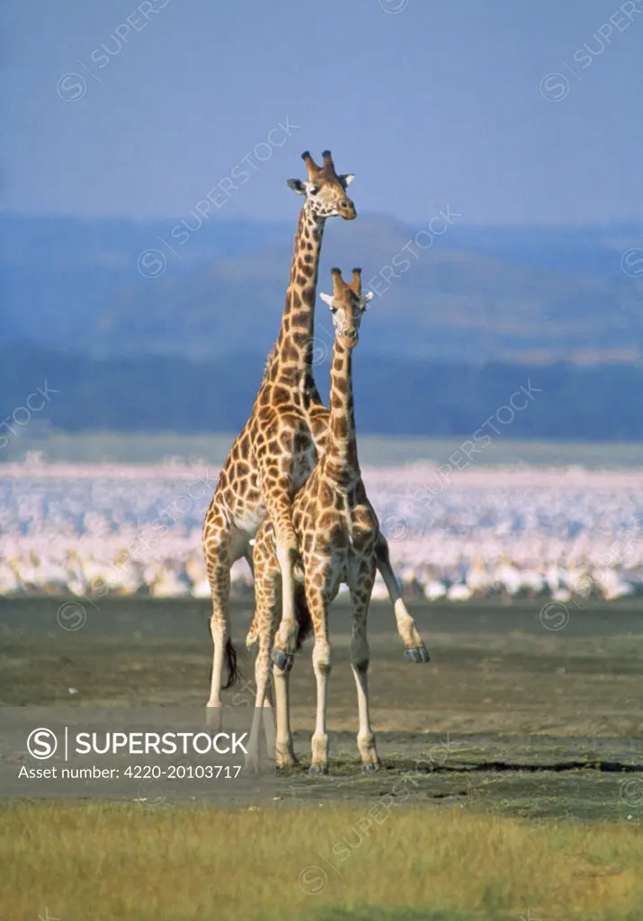 Reticulated Giraffe - mating (Giraffa camelopardalis reticulata)