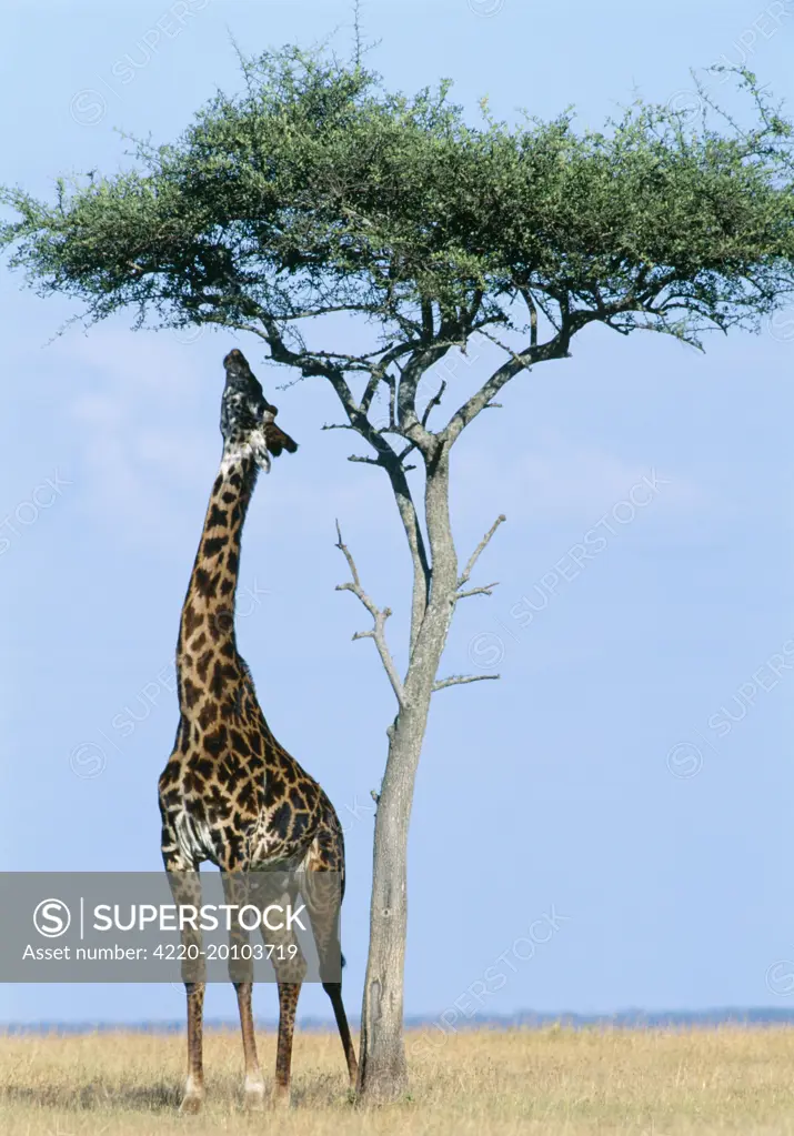 Maasai GIRAFFE - reaches up to feed from tree (Giraffa camelopardis tippelskirchi). Maasai Mara National Park- Kenya, Africa. Masai Giraffe   FL 2088Masai Mara Kenya Africa Giraffe camelopardalis Ferrero Labat / ARDEA LONDON.