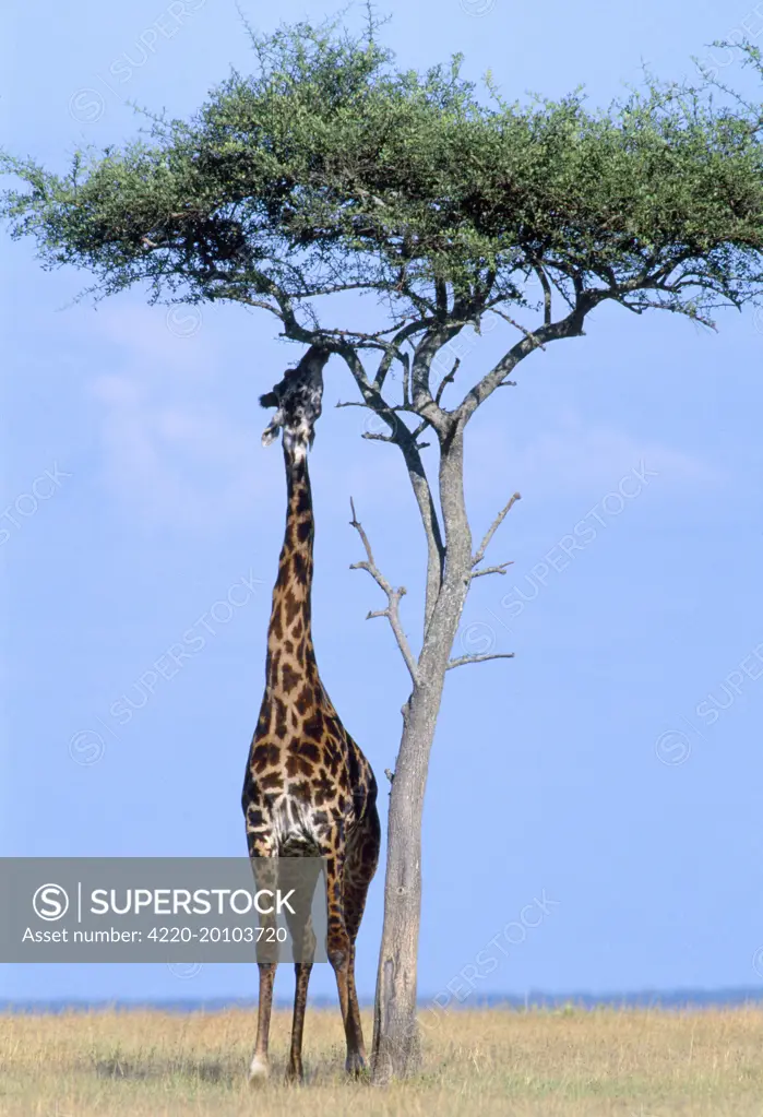 Masai Giraffe - stretching up to feed from tree  (Camelopardalis tippelskirchi). Maasai Mara National Park, Kenya. Masai Giraffe - Maasai Mara - KenyaCamelopardalis tippelskirchiFerrero-LabatA3FL-2089 Ferrero-Labat / ardea.com.
