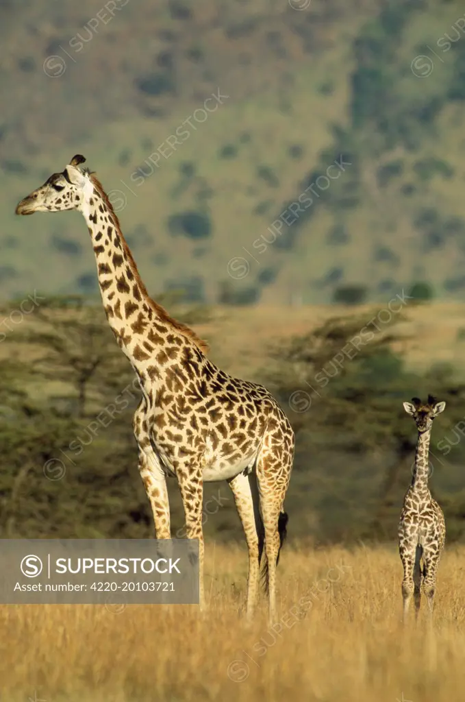 Maasai Giraffe - and young (Giraffa camelopardalis tippelski). Maasai Mara, Kenya, Africa.