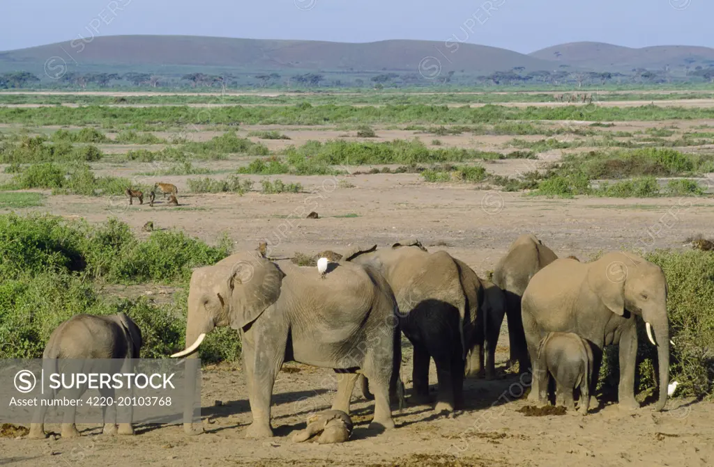 African Elephant - mother &amp; aunts showing intelligence, guarding dead calf against predators (hyaenas) (Loxodonta africana). Amboseli National Park, Kenya, Africa.