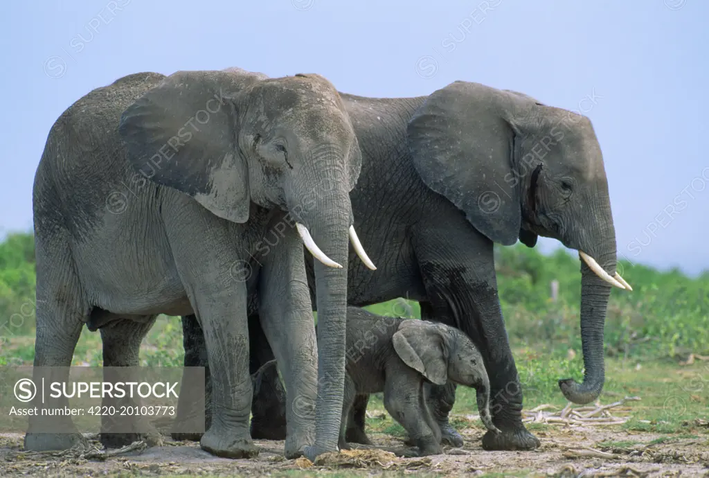 African Elephant - two adults / mother and newborn calf (2hrs.) (Loxodonta africana ). Amboseli National Park, Kenya, Africa.
