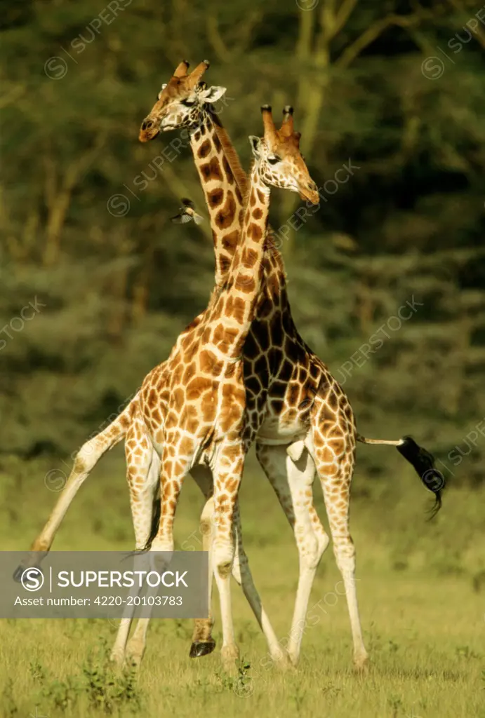 Rothschild's Giraffe - x2 (Giraffa camelopardalis rothschildi)