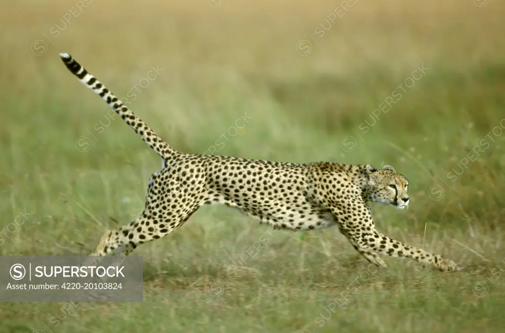 Cheetah - Running (Acinonyx jubatus). Maasai Mara National Reserve - Kenya - Africa.