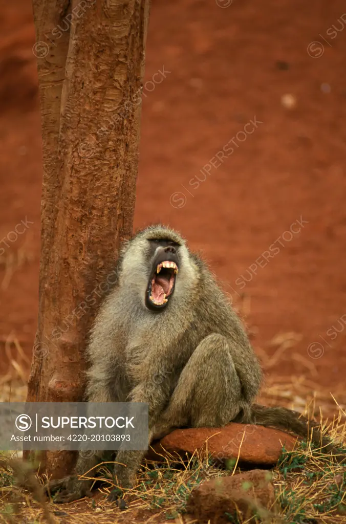 Yellow Baboon - Vocalising on ground next to tree (Papio cynocephalus). Kenya - Africa.