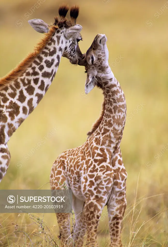Maasai Giraffe - mother sucking young&#x573; ear (Giraffa camelopardalis tippelski). Maasai Mara National Reserve, Kenya.