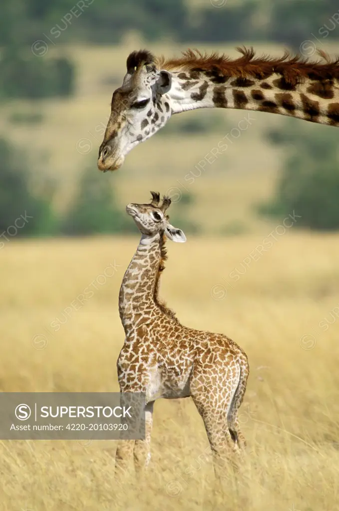 Maasai Giraffe - mother and one week old young  (Giraffa camelopardalis tippelski). Maasai Mara National Reserve, Kenya.