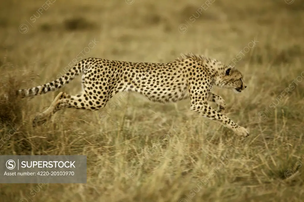 Cheetah - running (Acinonyx jubatus). Kenya.